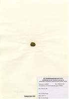 藏品(網球藻)的圖片